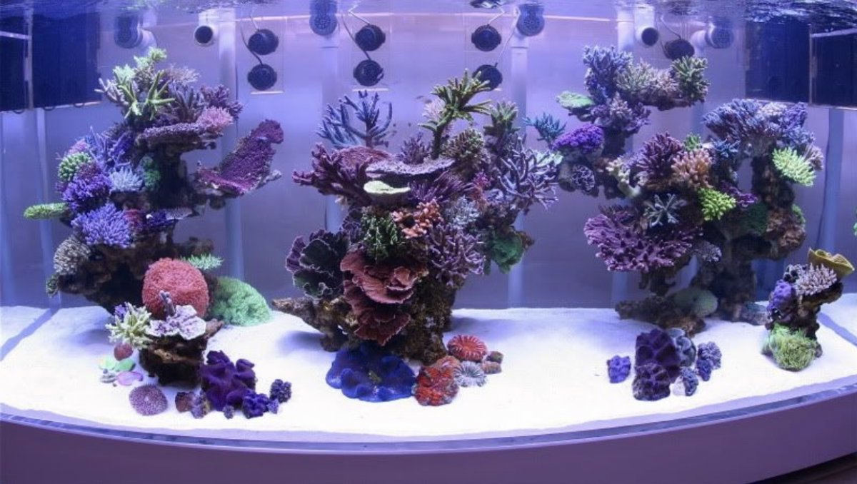 Building my first reef tank | Reef2Reef