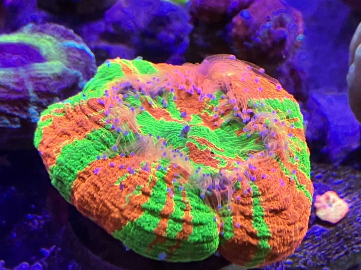 2E7CF0DE-5D02-475C-8A7E-72E05CB2B369.jpeg