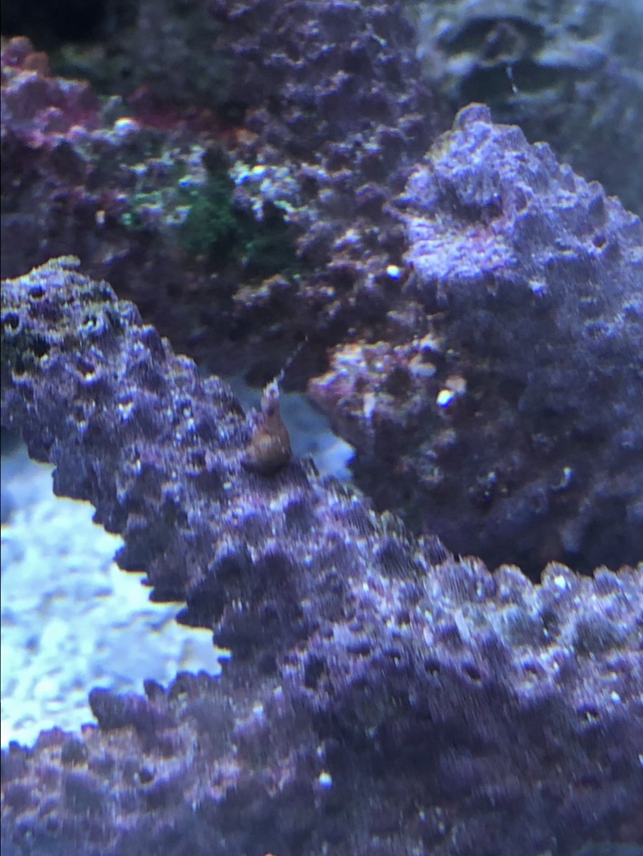 Vermetid Snails My New Uninvited Visitors Reef2reef Saltwater