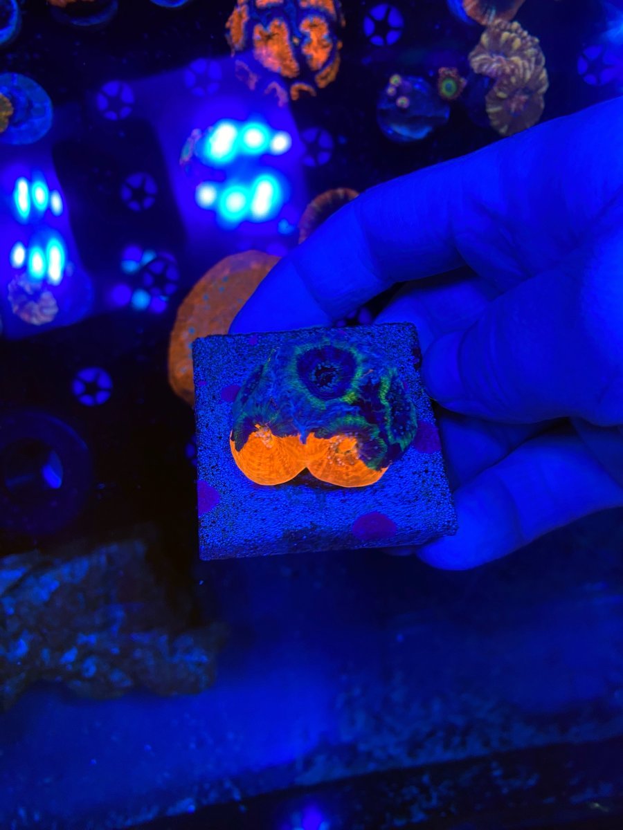2f5ef0d50ec90566006ba5a25979cc47.JPG