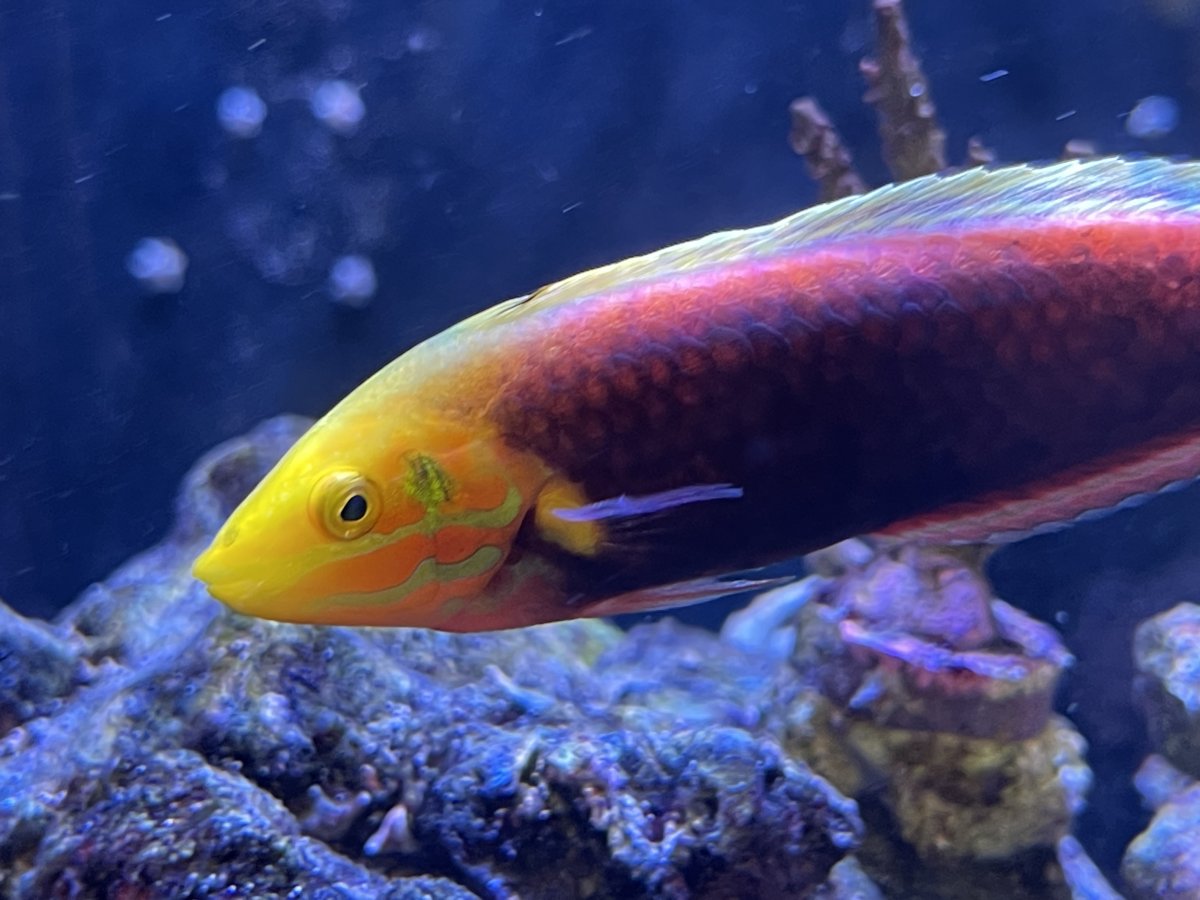 QUESTION OF THE DAY - Marine marvels: Do you keep uncommon fish in your ...