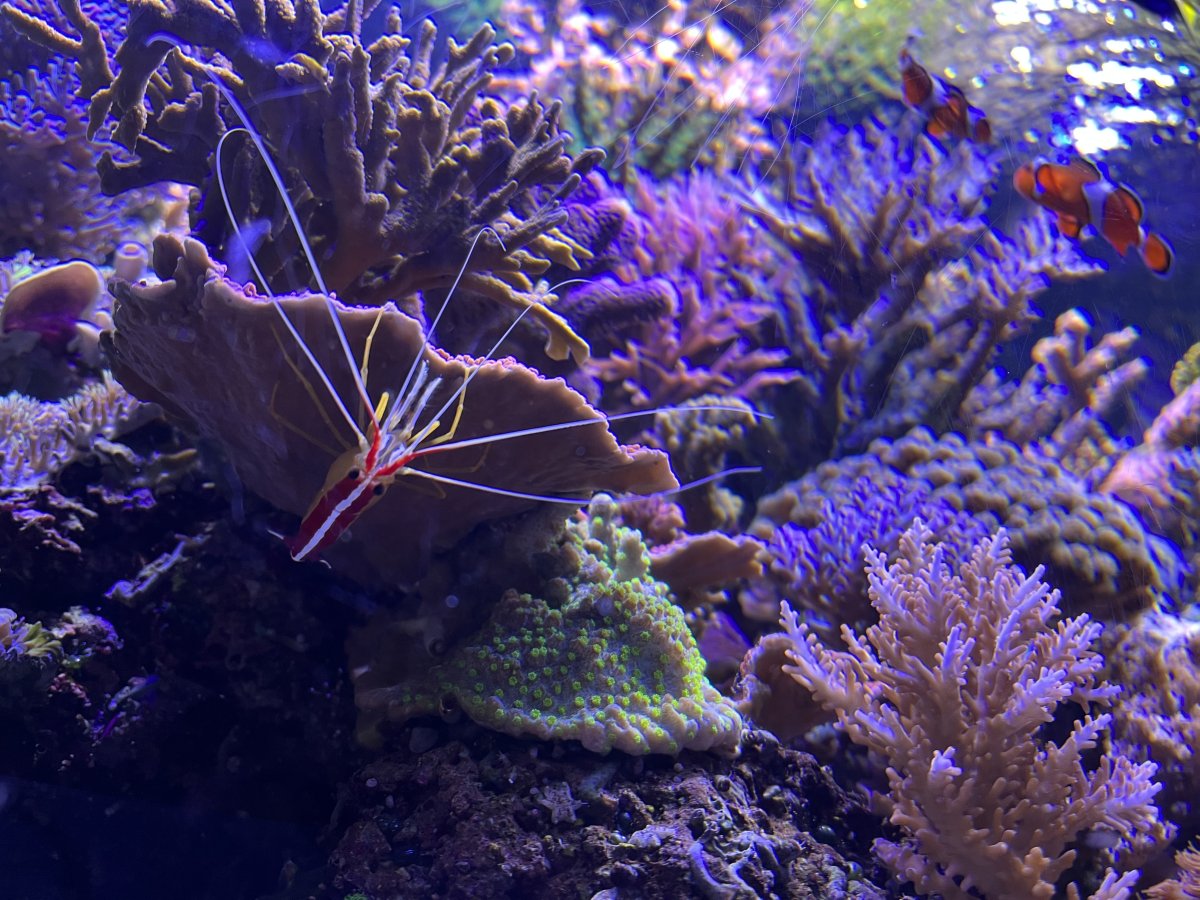 Bottom-to-top reef photos | Reef2Reef