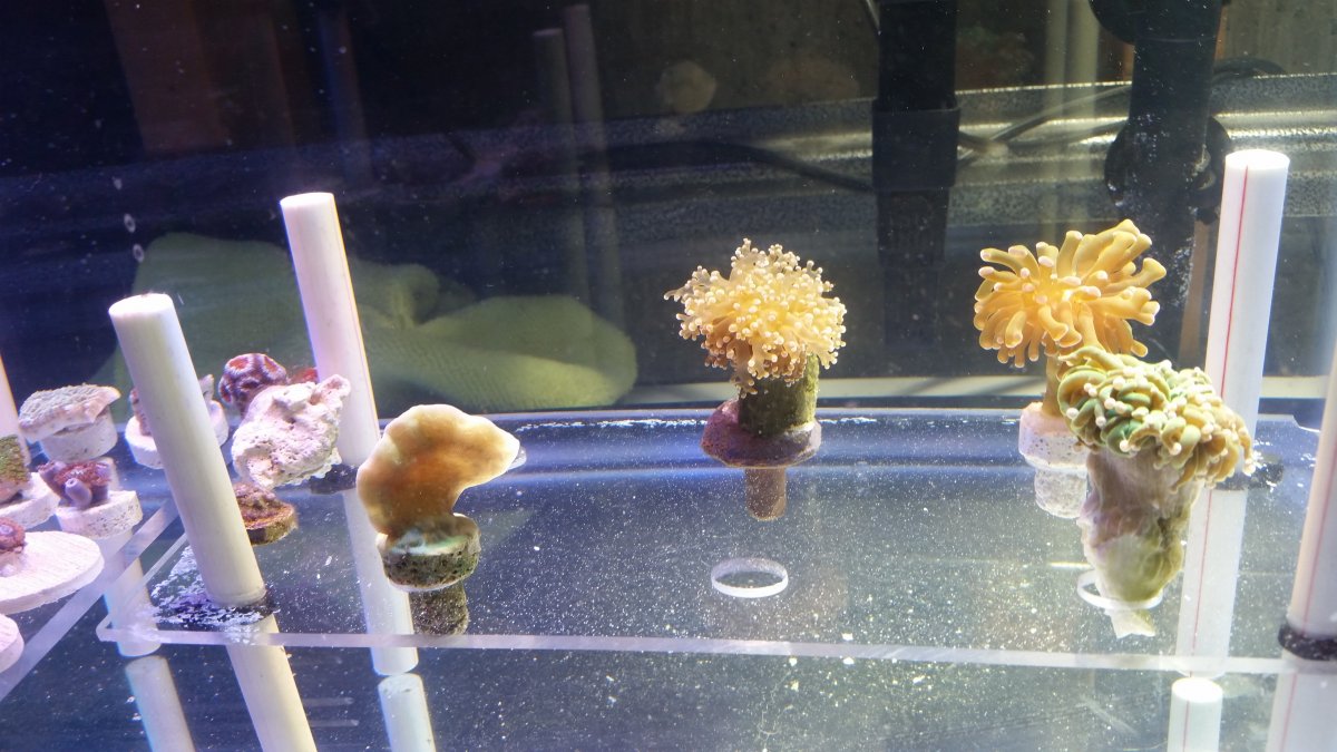 2nd Frag Rack.jpg