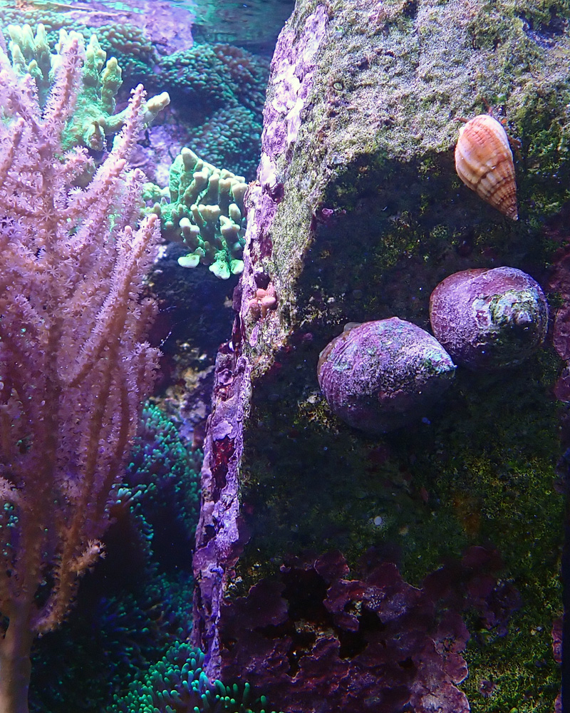 2snails.jpg