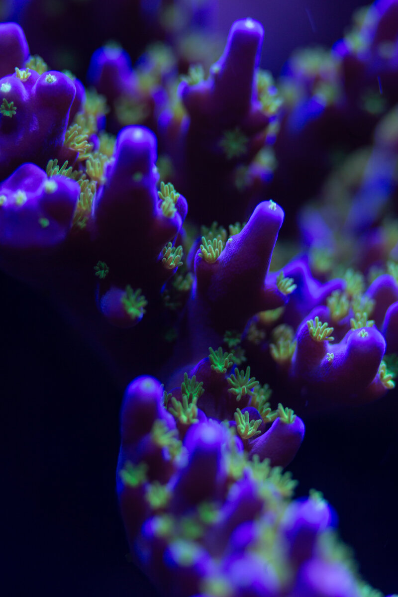 2x Macro-1.jpg
