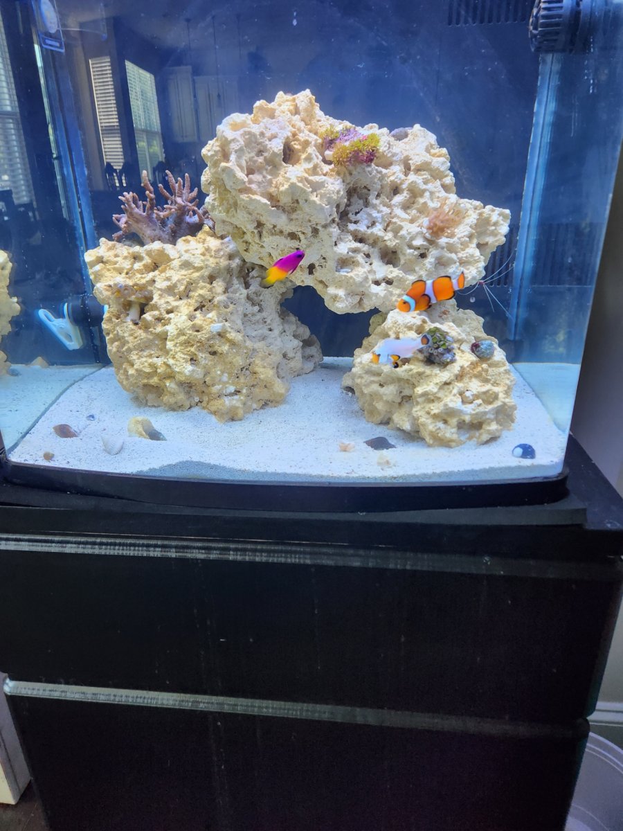 3 Fish pic.jpg