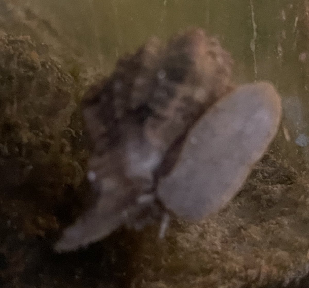 Princess Conch or Whelk? | Reef2Reef
