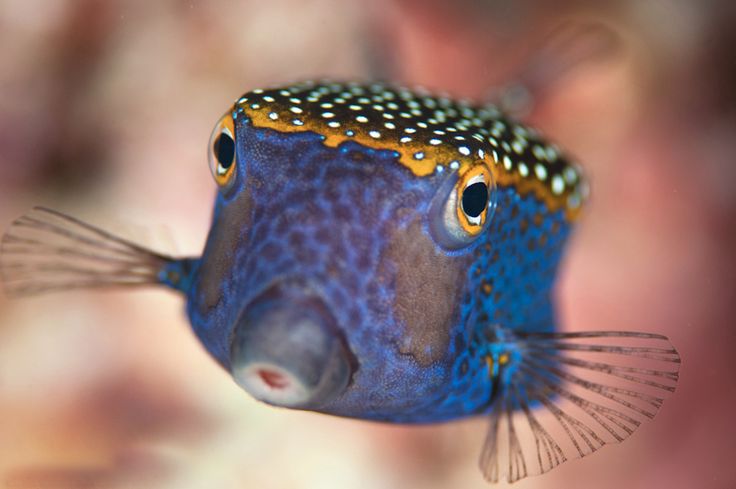 How many of you keep box/cow fish? Share your photos and experiences ...