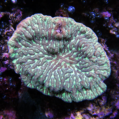What about the Merulina Coral? | Reef2Reef