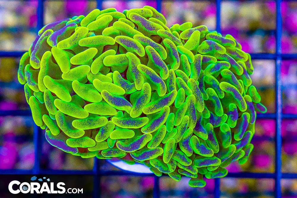 **Can't Miss New Coral Update & Wednesday Walkthrough!** | Reef2Reef
