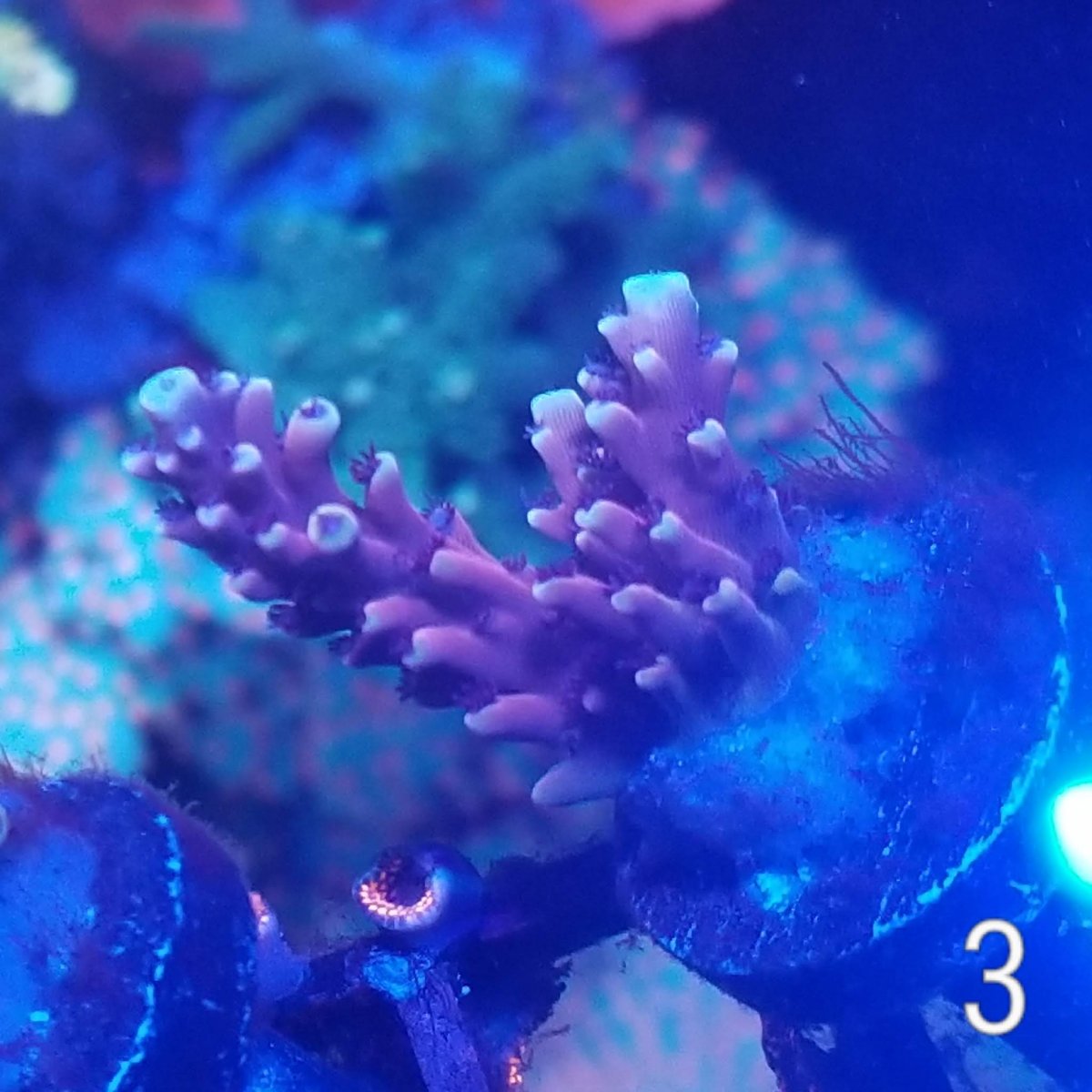 Texas - RRC Pink Cadillac - Reef Raft Canda - SPS Frags | REEF2REEF ...