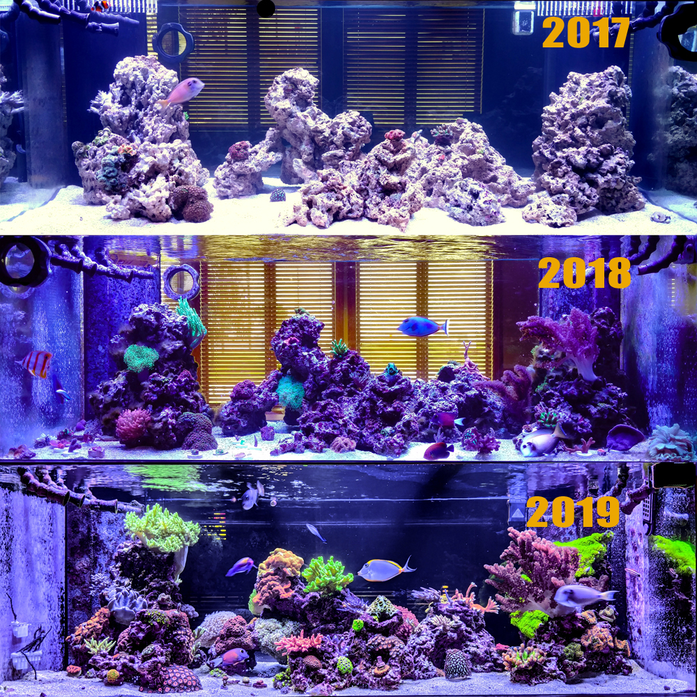 3 Year Tank Progression Front Small.jpg