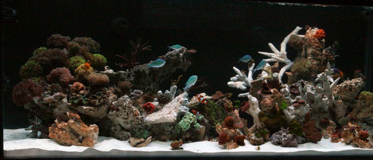 (30) Full Scape Corals- Day 2.JPG