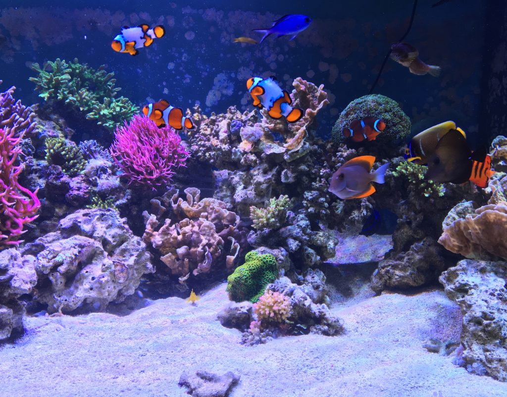 300-gallon-marine-reef-aquarium-1024x802.jpg