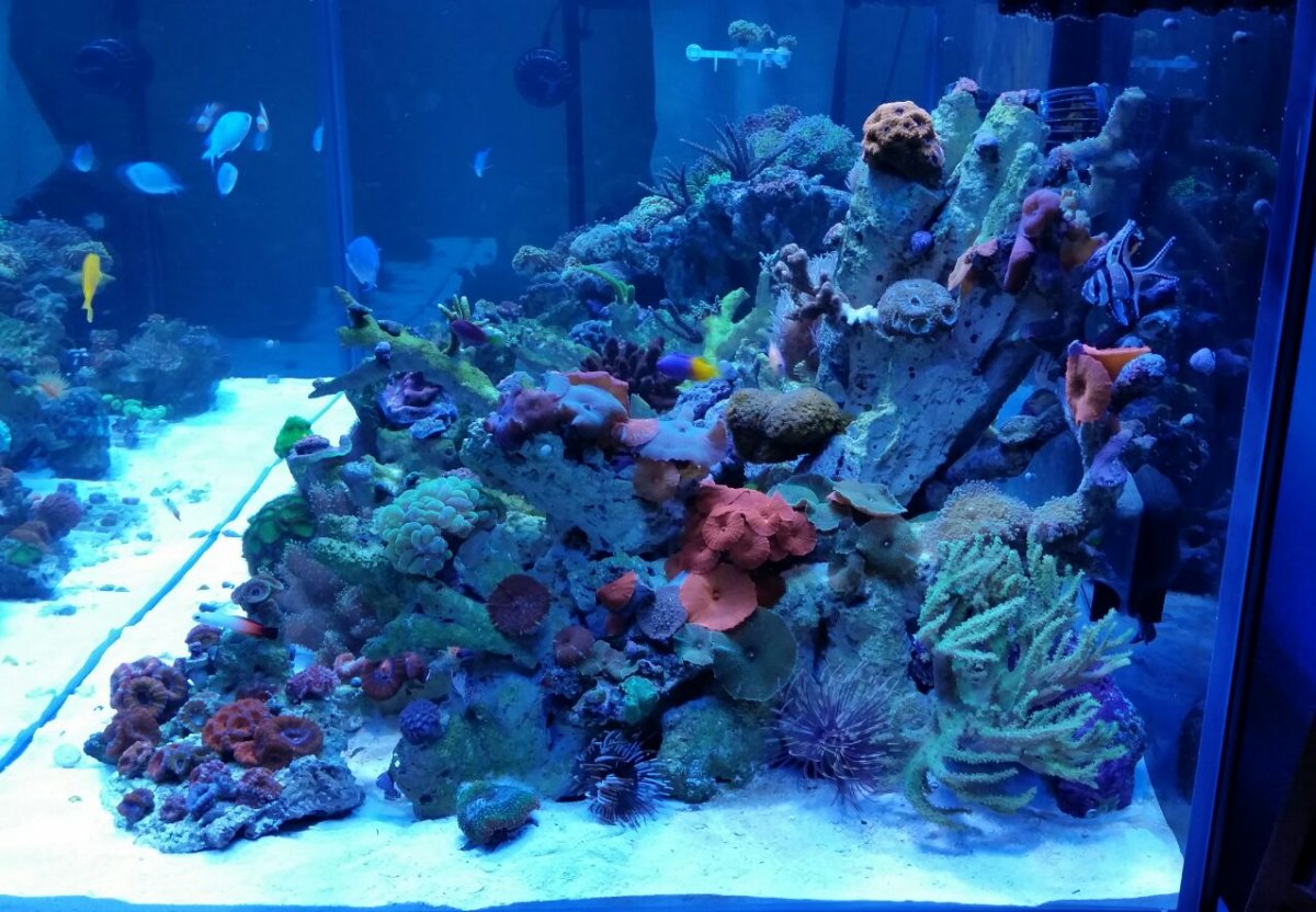 (31) End Corals- 1 month.jpg