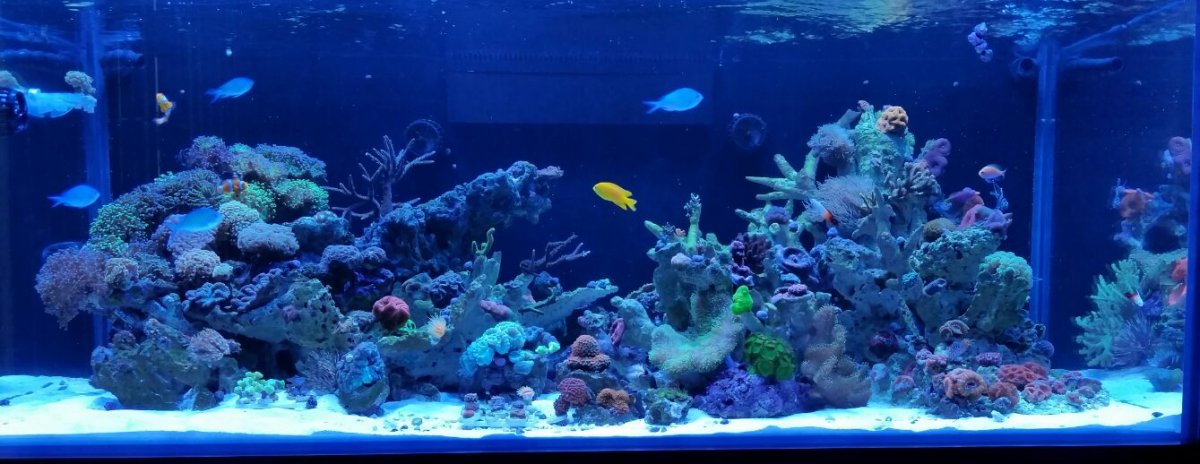 (31) Full Scape Corals- 1 month.jpg