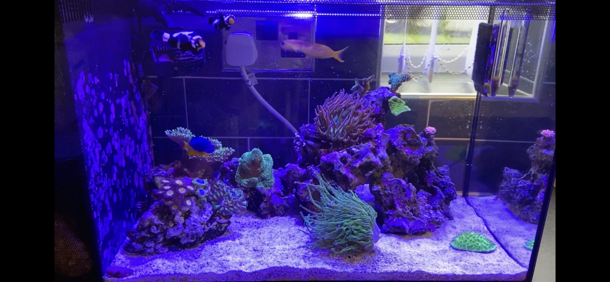 ReefLED 50 | REEF2REEF Saltwater and Reef Aquarium Forum
