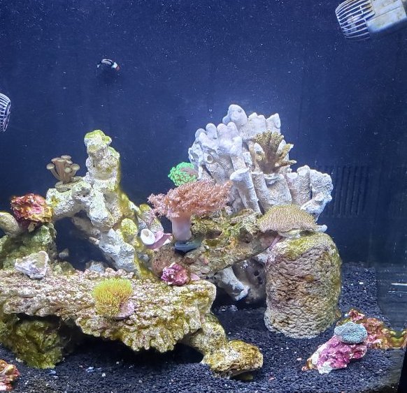 32 biocube edit.jpg