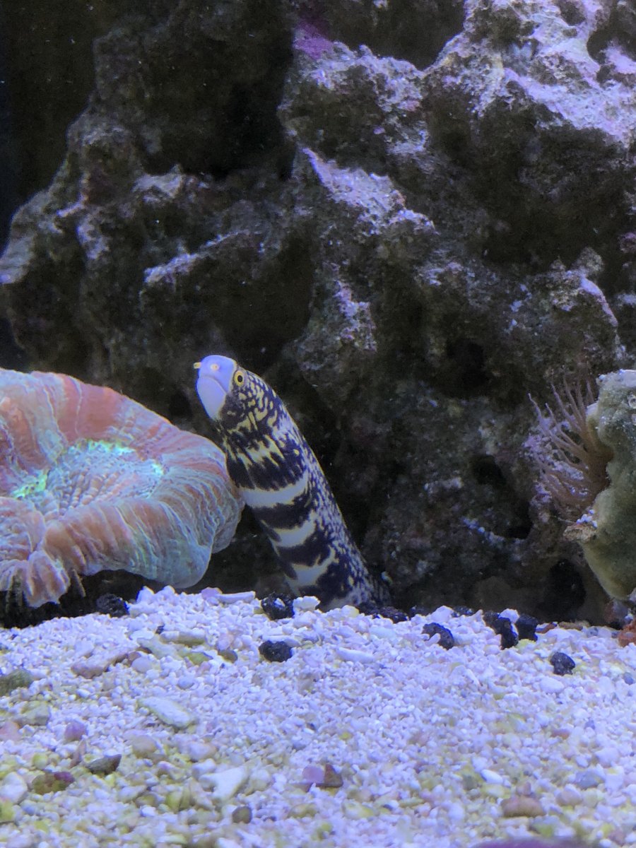Snowflake eel feeding | Reef2Reef