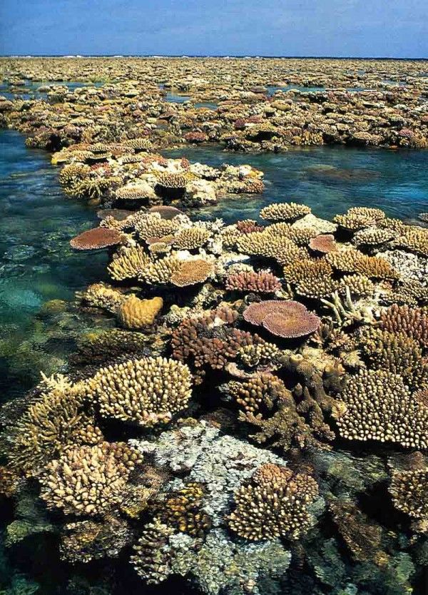 325fc843467c3c44efbebbfbec710851--coral-reefs-queensland-australia.jpg