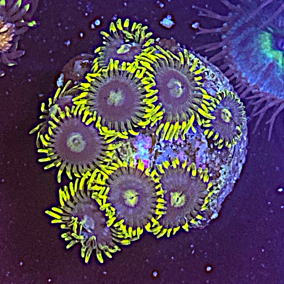 New York Corals for sale REEF2REEF Saltwater and Reef Aquarium Forum