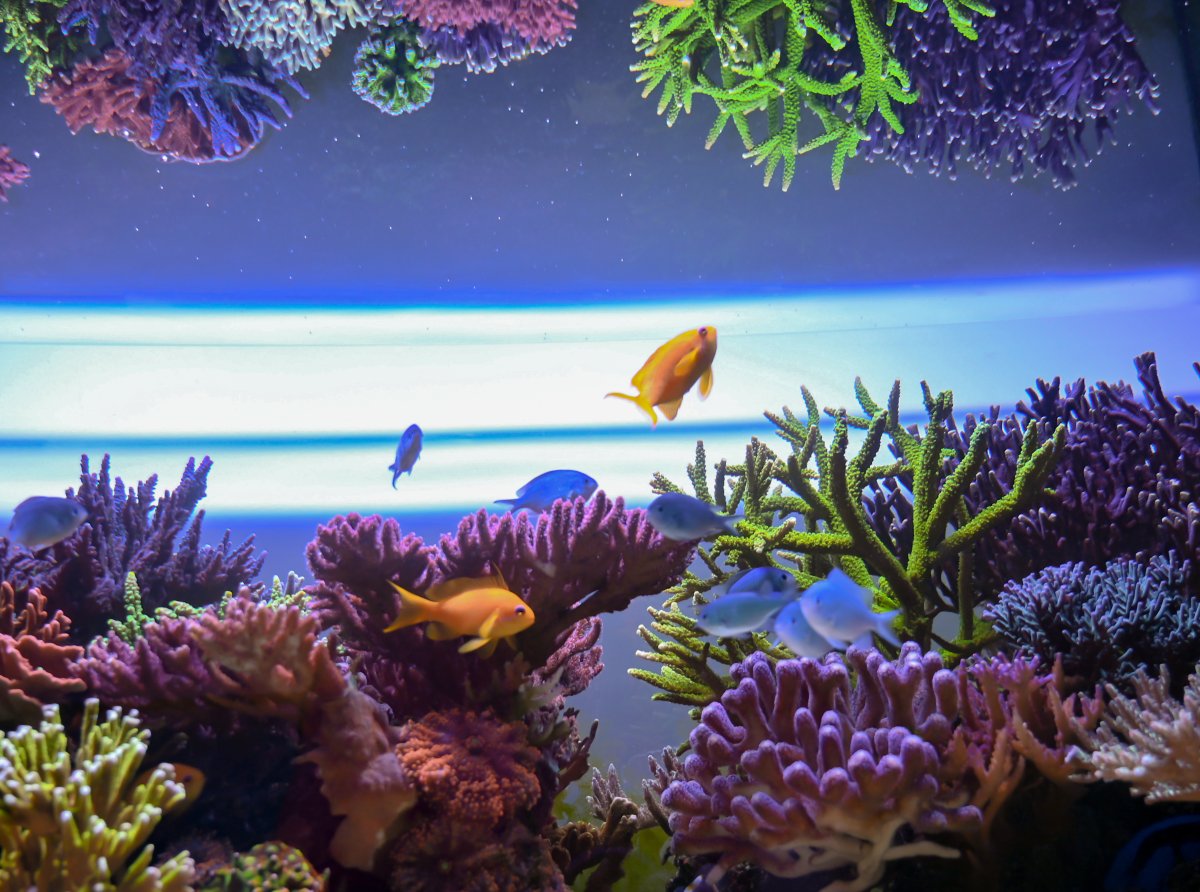 Reef Spotlight - REEF OF THE MONTH - September 2024