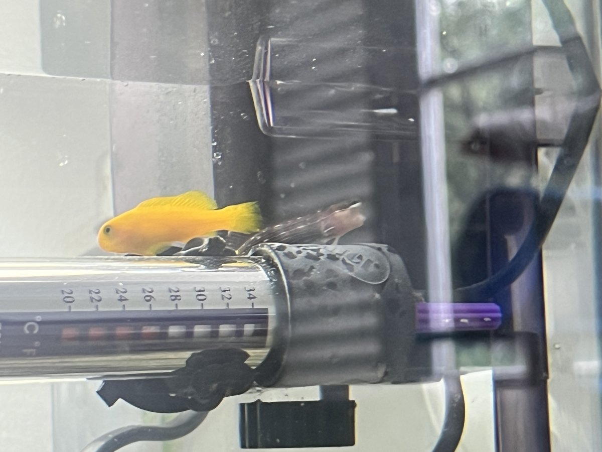 3351737D-E690-4949-A3E2-6972AF570193.jpeg
