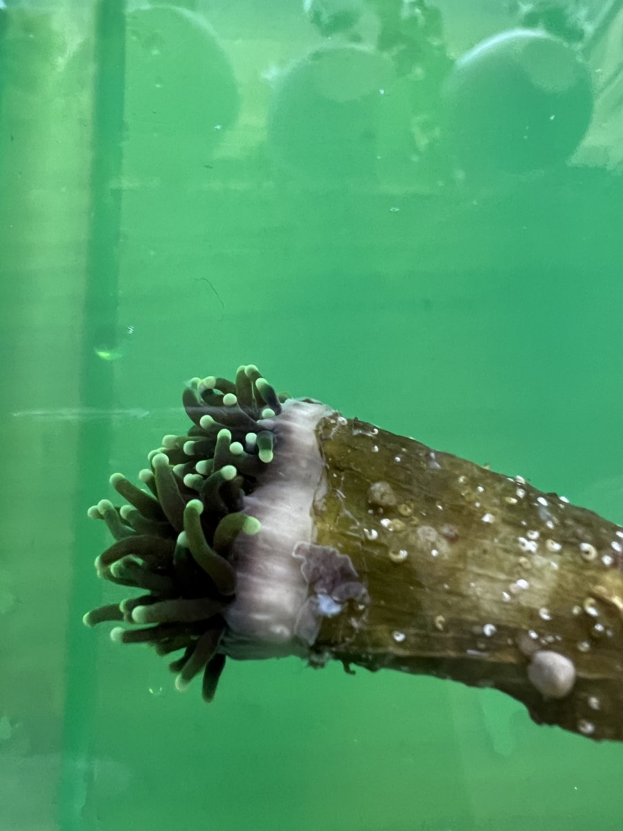 euphyllia-eating-flatworms-reef2reef