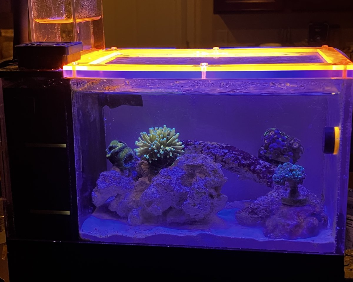 Build Thread - 1.1 Gallon Oceanbox P1-G Pico Reef | Page 6 | Reef2Reef