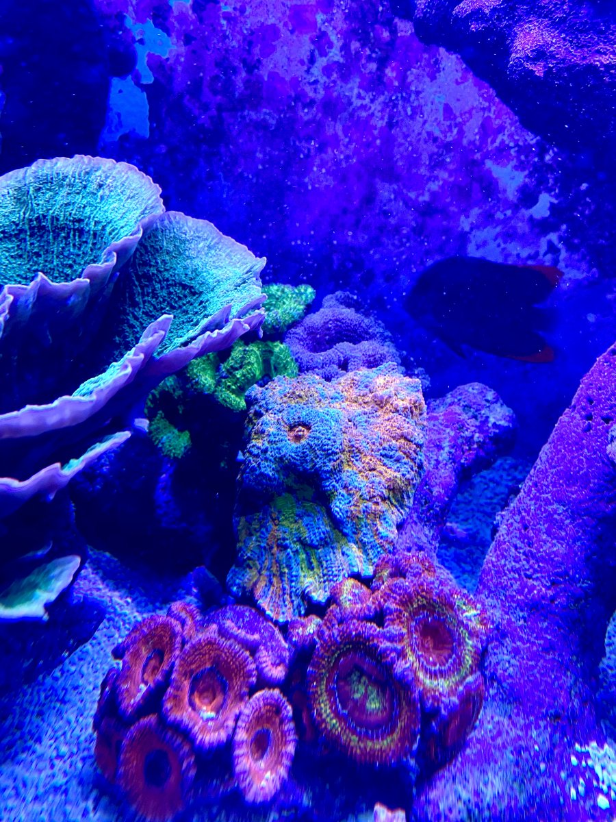 Chalice Show-Off Thread!!! | Page 493 | REEF2REEF Saltwater and Reef ...