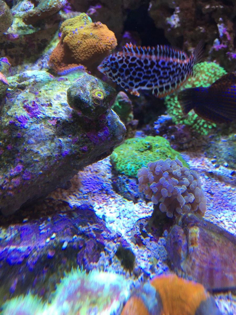 Your top 3 best fish  Nice peaceful and reef  safe  Page 