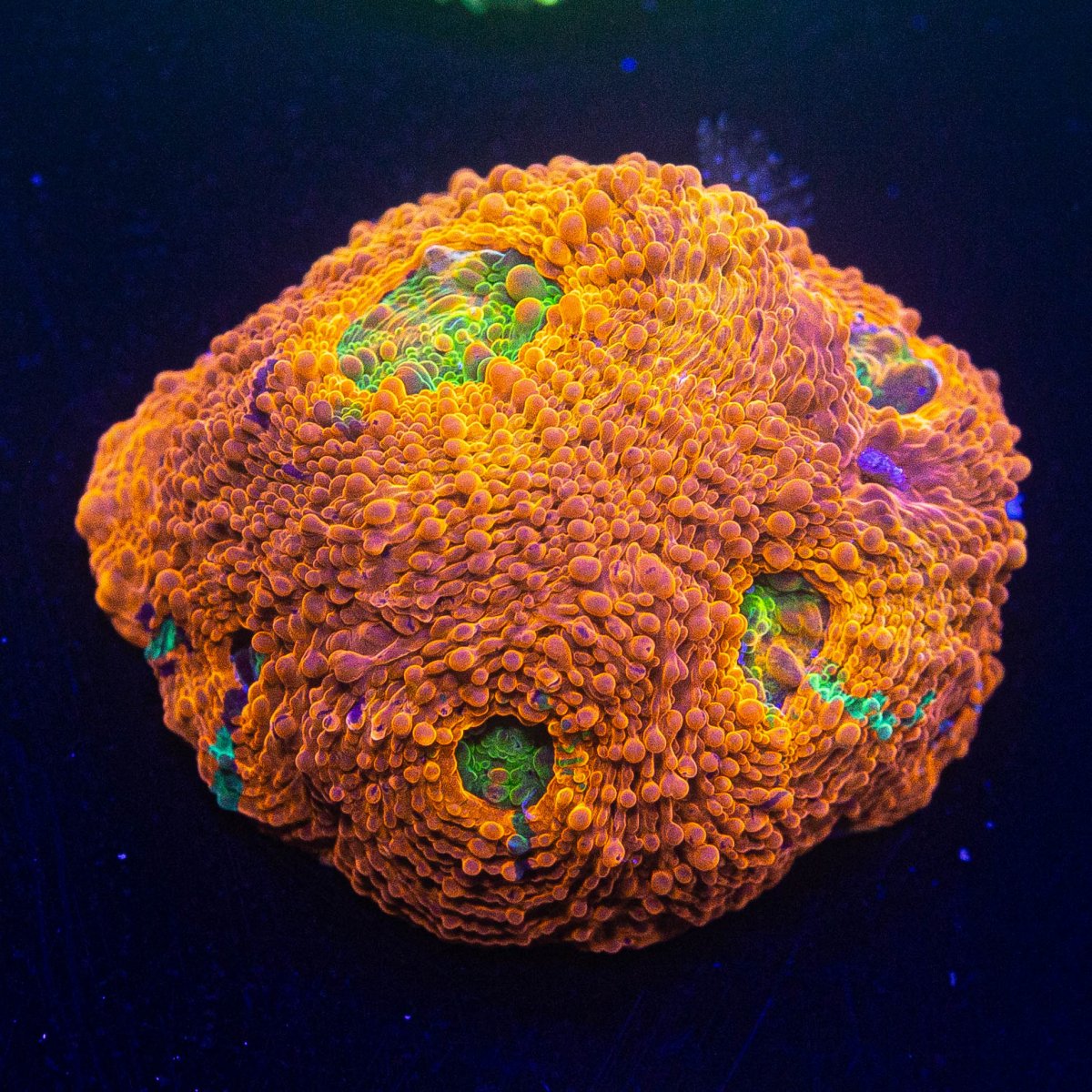 **LRO Lunar New Year Flash Sale! $1, $5 and $10 Coral! Sunday Feb. 18th ...