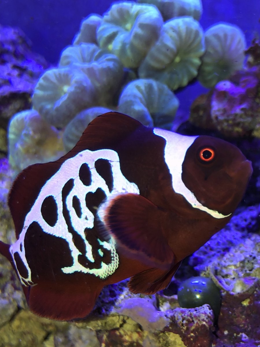 Image result for lightning maroon clownfish