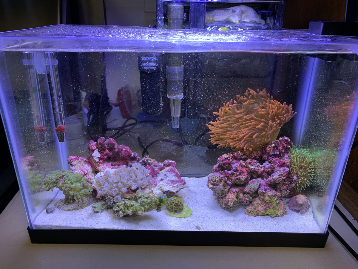 Is An Anemone Too Much For A 2 5 Pico Reef Reef2reef Saltwater And Reef Aquarium Forum