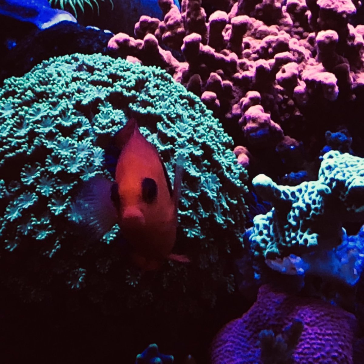 360g corals1.jpg