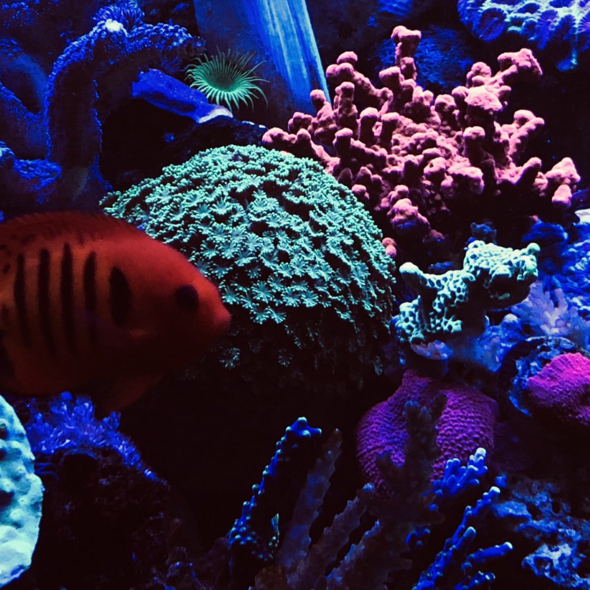 360g corals2.jpg