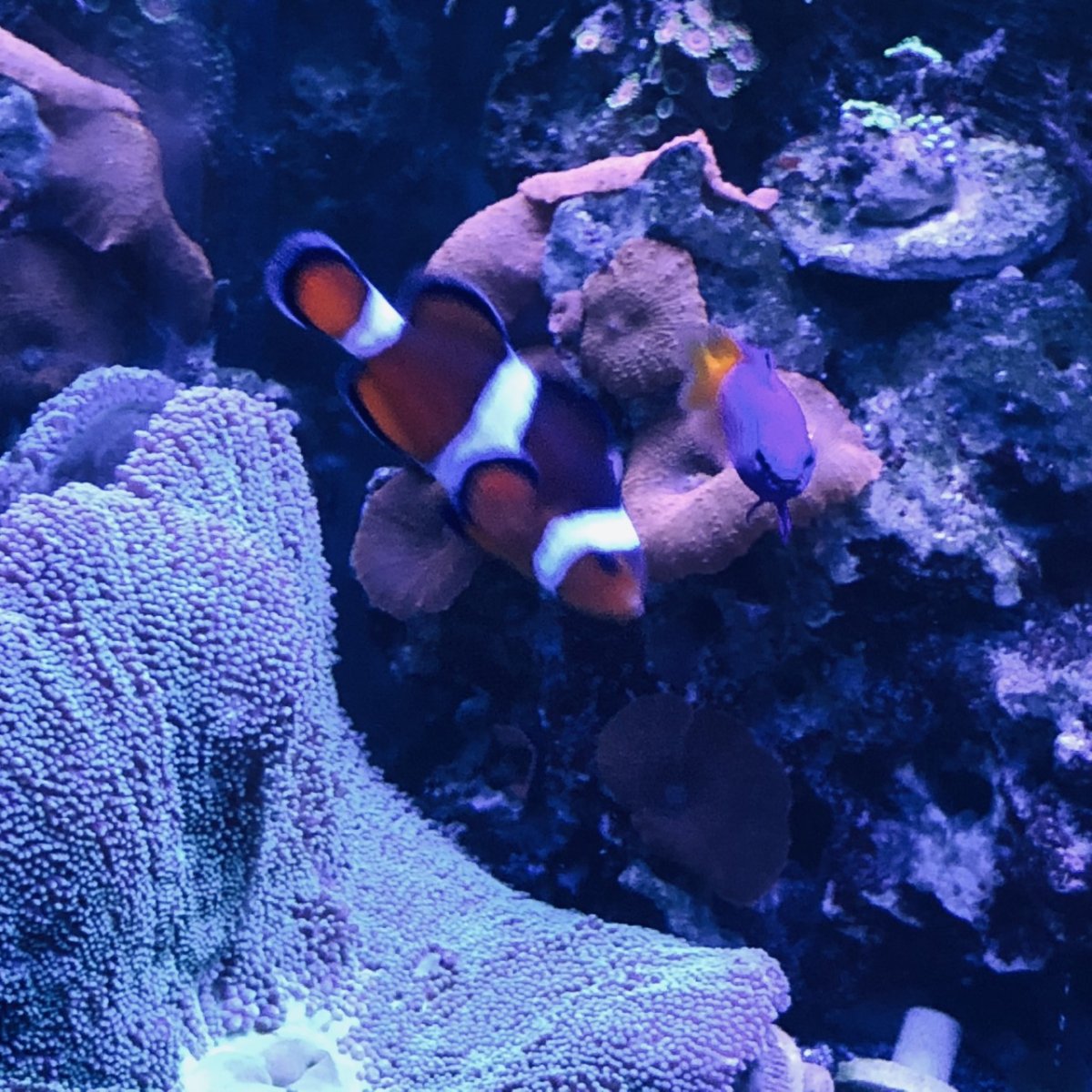360g corals3.jpg