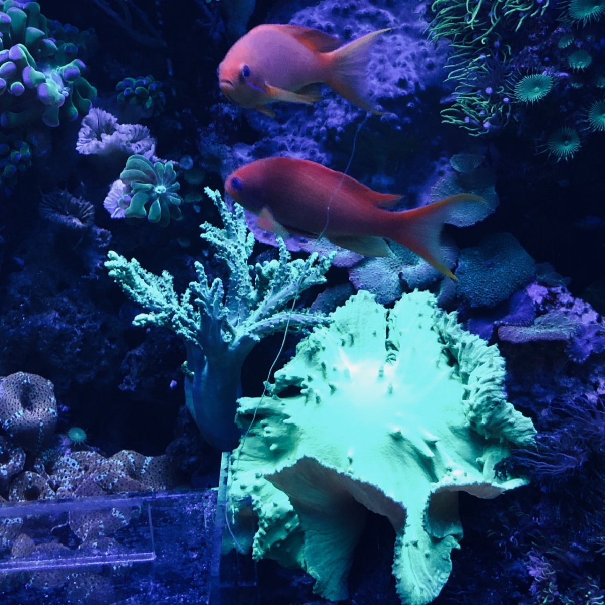 360g corals4.jpg