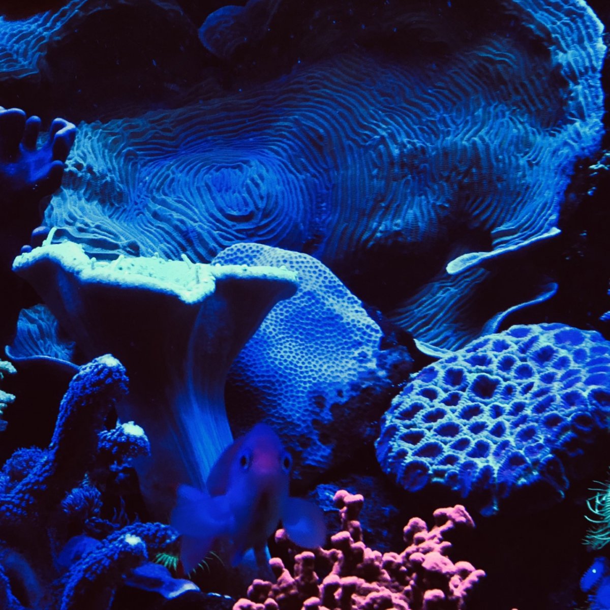 360g corals5.jpg