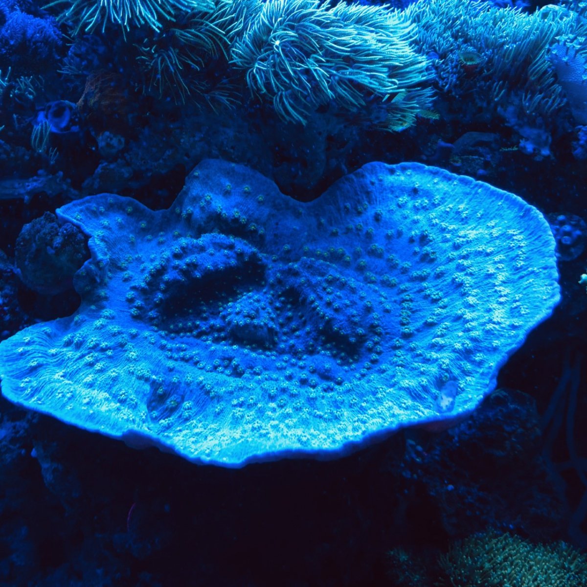 360g corals6.jpg