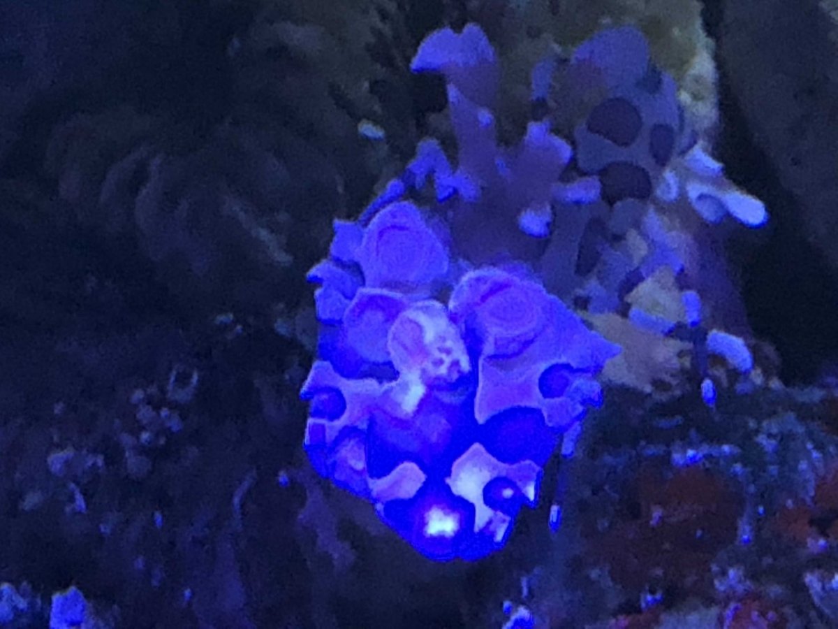 360g corals7.jpg