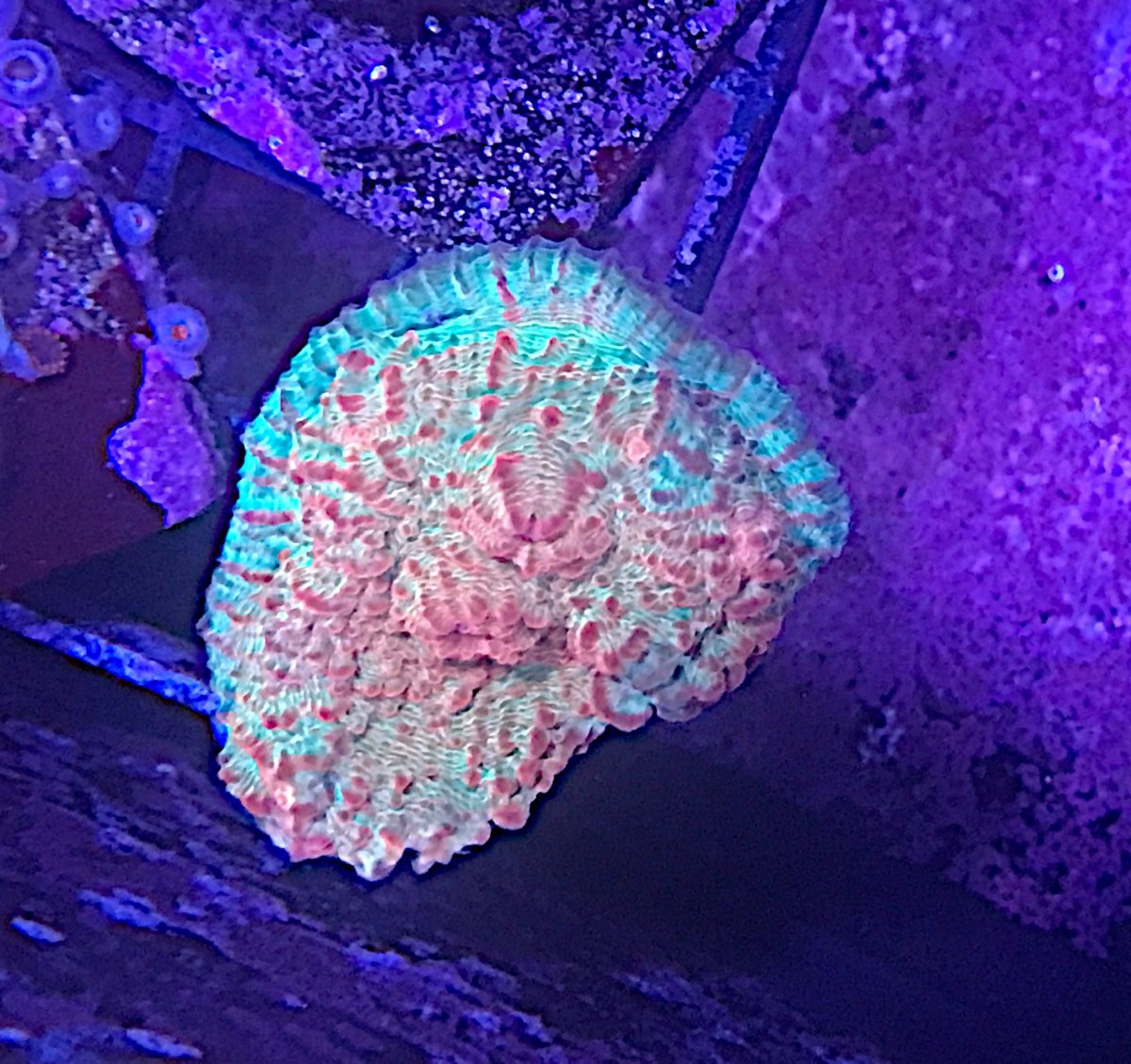 New York Corals for sale REEF2REEF Saltwater and Reef Aquarium Forum