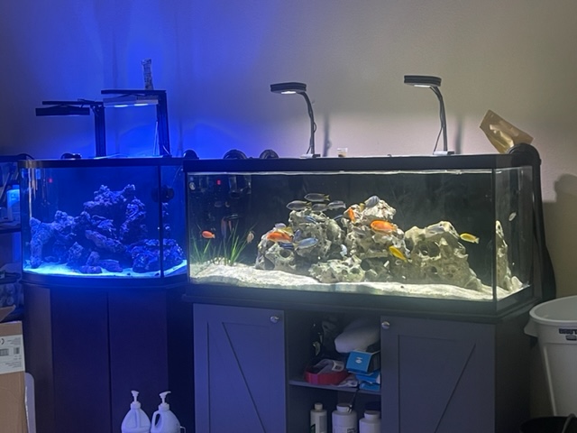 Converting saltwater sales to freshwater aquarium