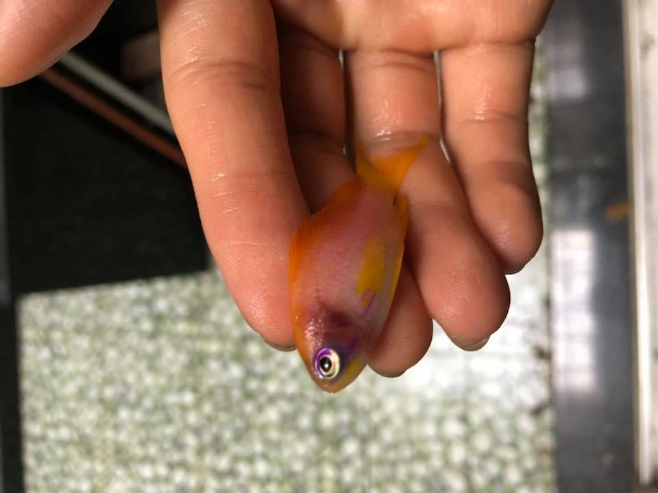 Is this an ammonia burn ? | Reef2Reef