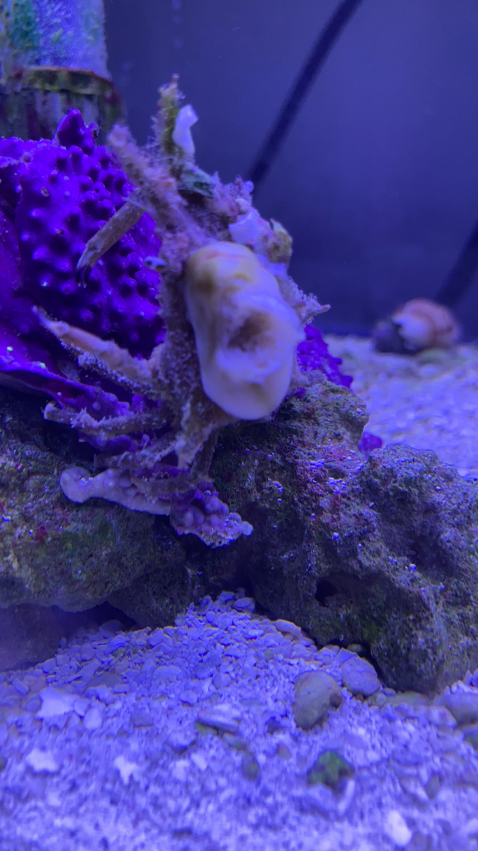Black sponge?  REEF2REEF Saltwater and Reef Aquarium Forum