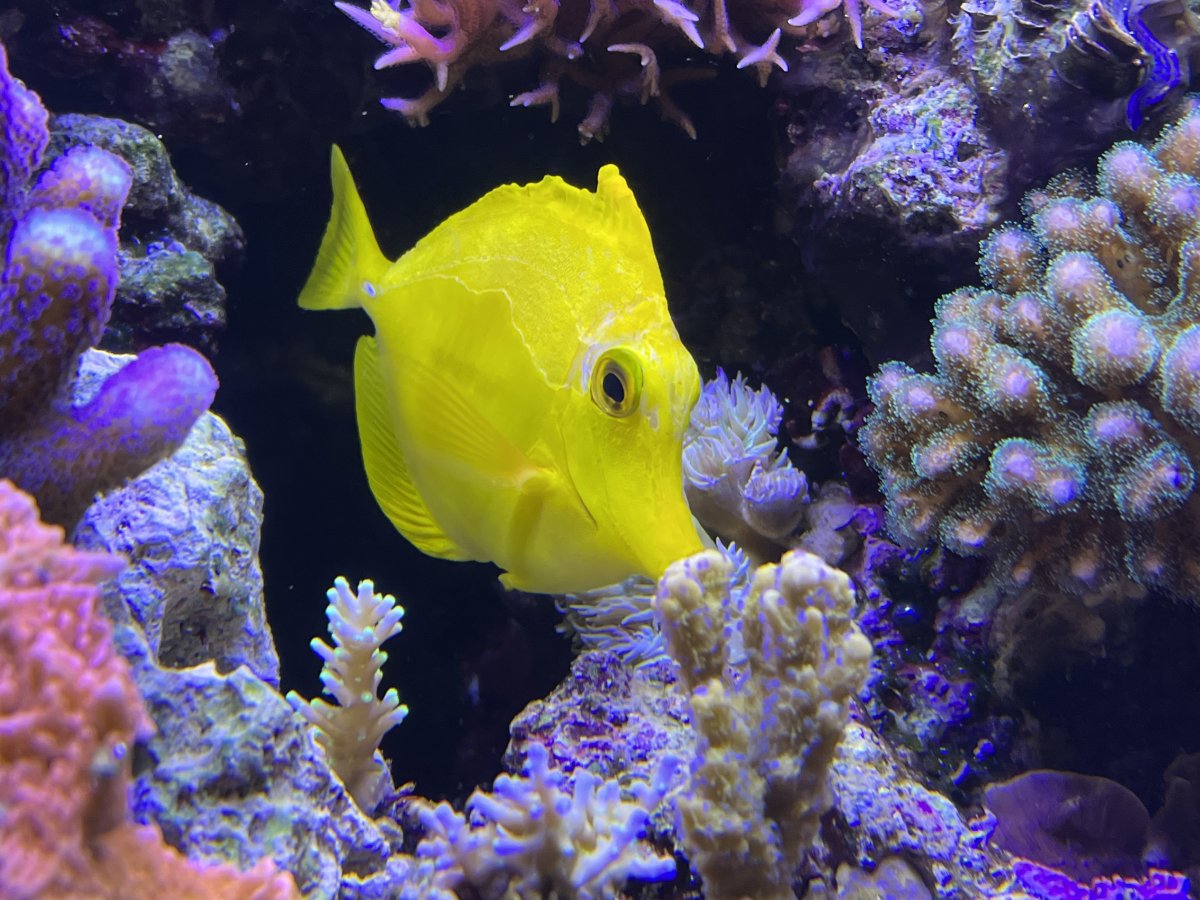 Early stage HLLE? | Reef2Reef