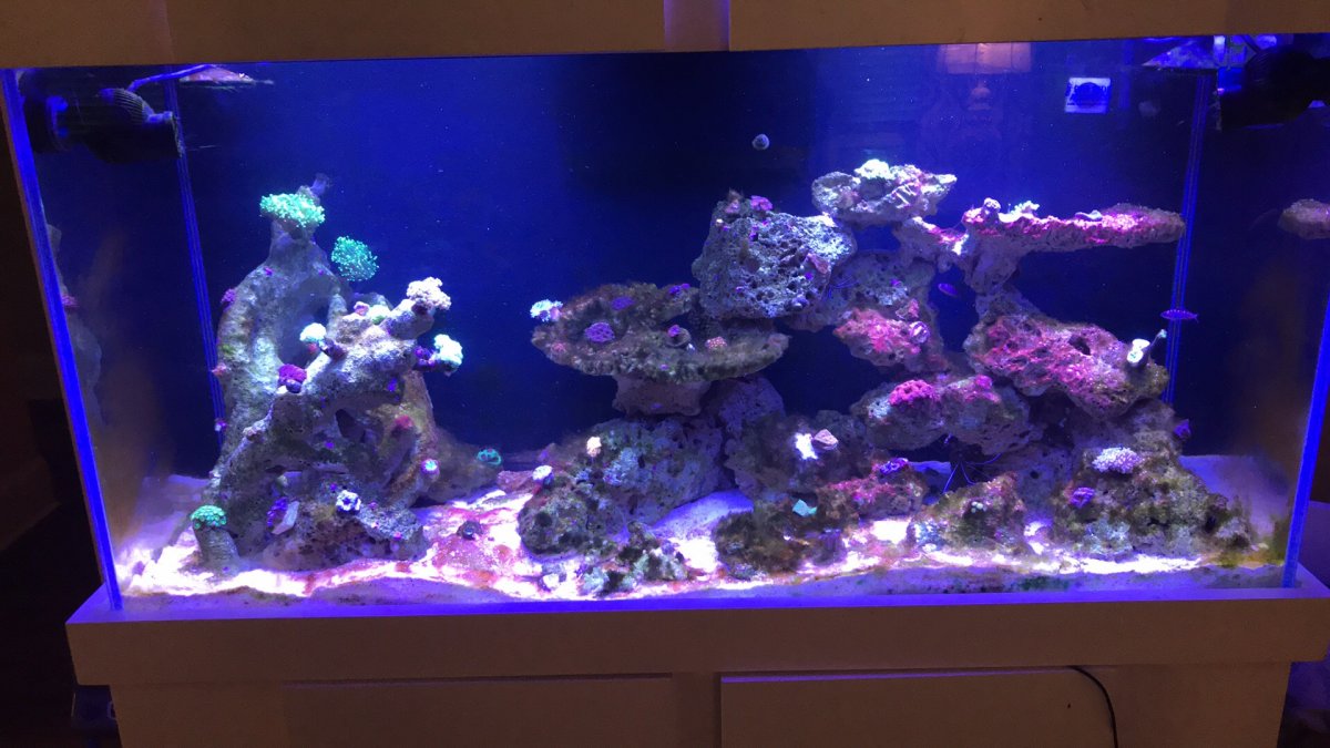 Ready to go to the nuclear option fighting Cyano. Chemiclean vs Red Slime Remover | REEF2REEF Saltwater Reef Aquarium Forum