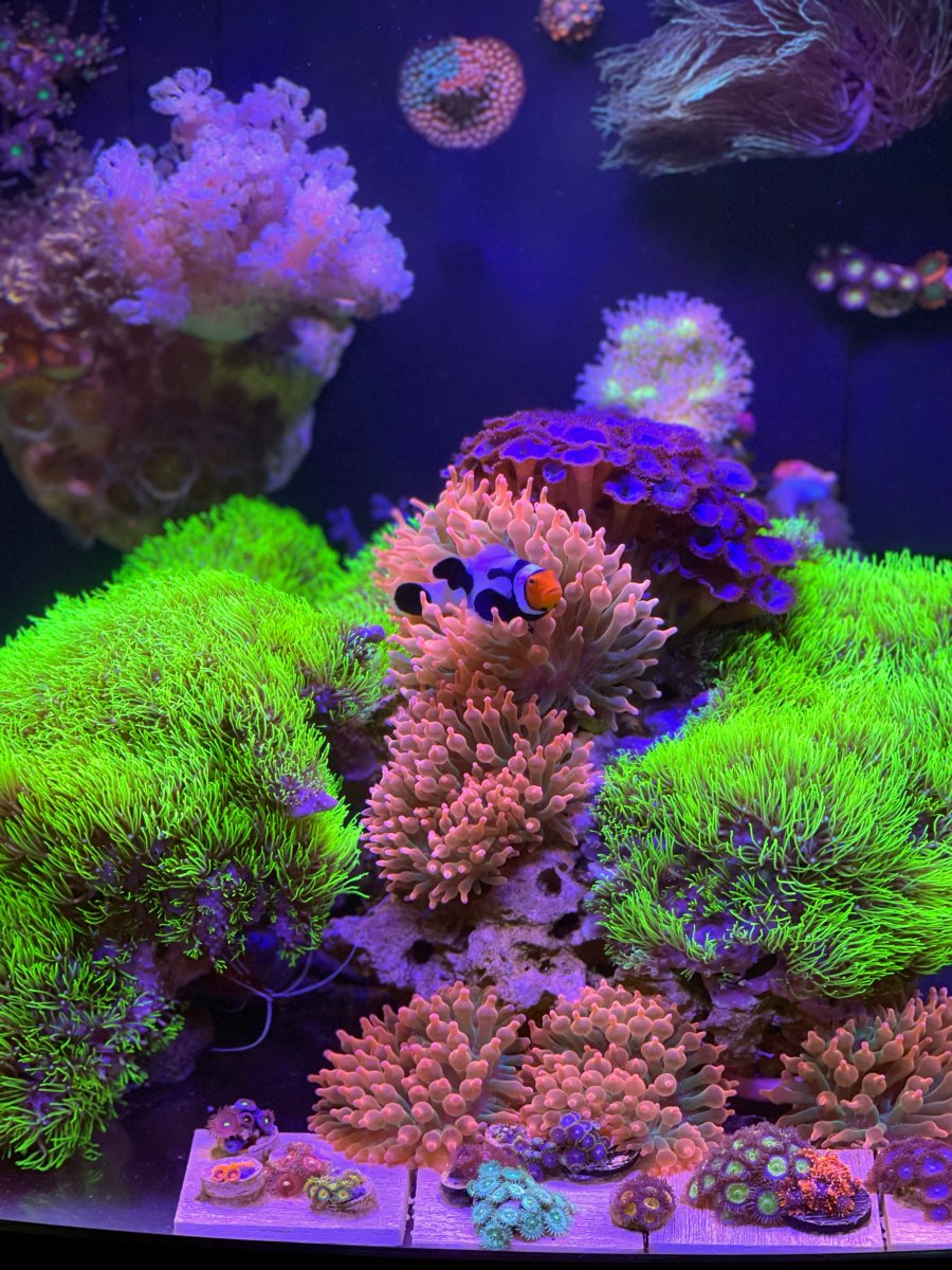 32 gallon Biocube thread post pics of your or questions on it! | Page 5 ...