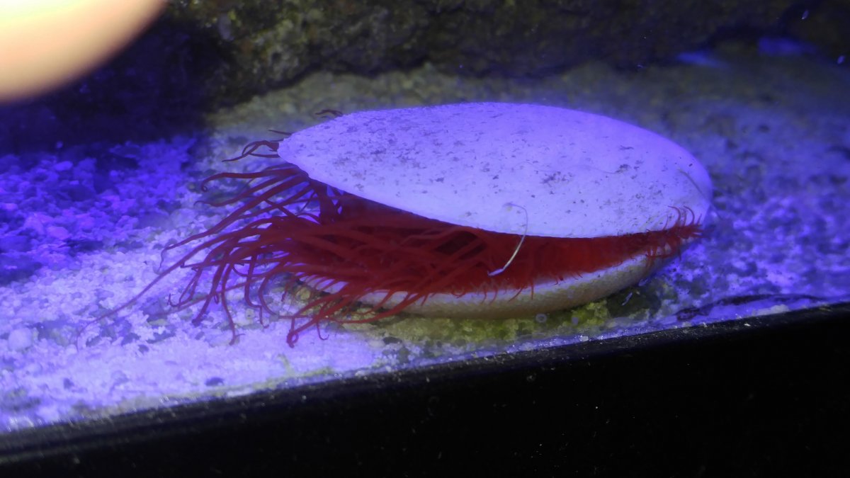 Electric flame scallop REEF2REEF Saltwater and Reef Aquarium Forum