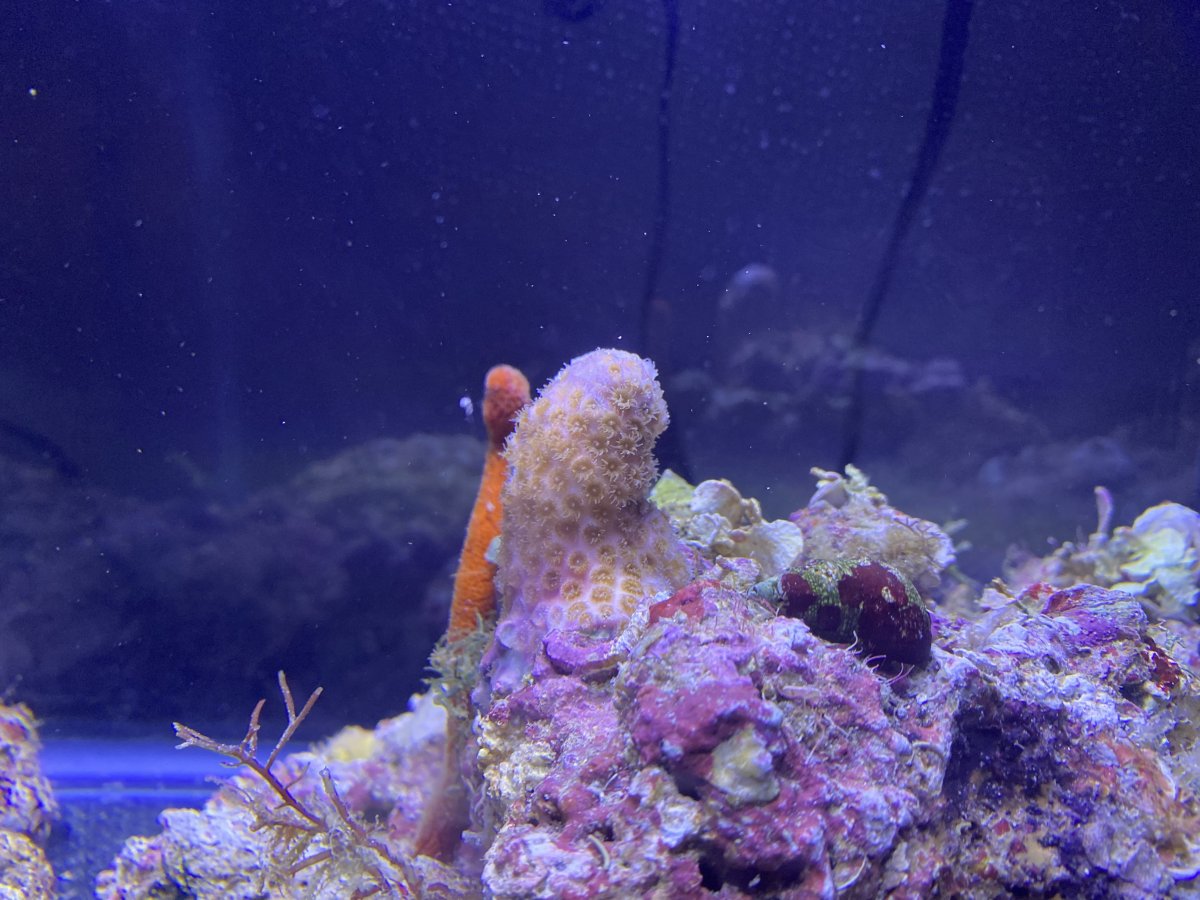 Giving up on my main DT, advice on a teardown and rebuild? | Reef2Reef